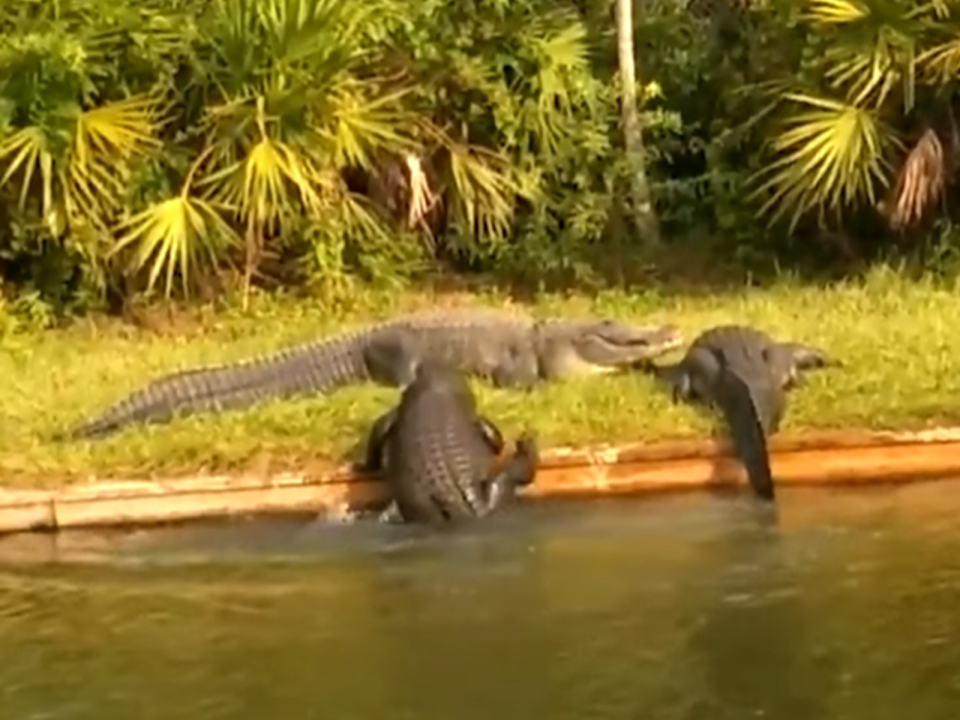 <p>一隻短吻鱷試圖上岸做日光浴，沒想到卻怎麼爬都爬不上去！（圖／Twitter@Relentlessbored<br />
）</p>
