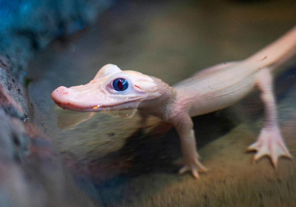 Mystic, the first leucistic alligator born to humans, has a $50,000 new habitat at Gatorland built specifically for her and her brother Mayhem, the wildlife park said.