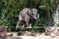 Of the 2,923 elephants WAP documented working within Asia's tourism trade, 2,198 were found in Thailand alone