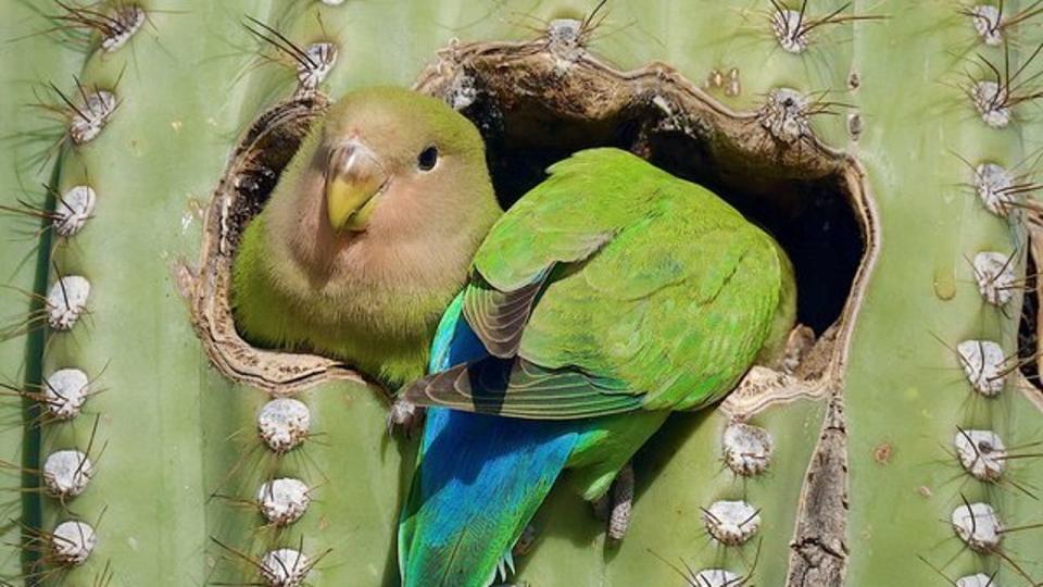 <div>The more, the merrier! These birds make a nest out of a cactus in Scottsdale. Thanks to Mark Koster for this photo!</div>