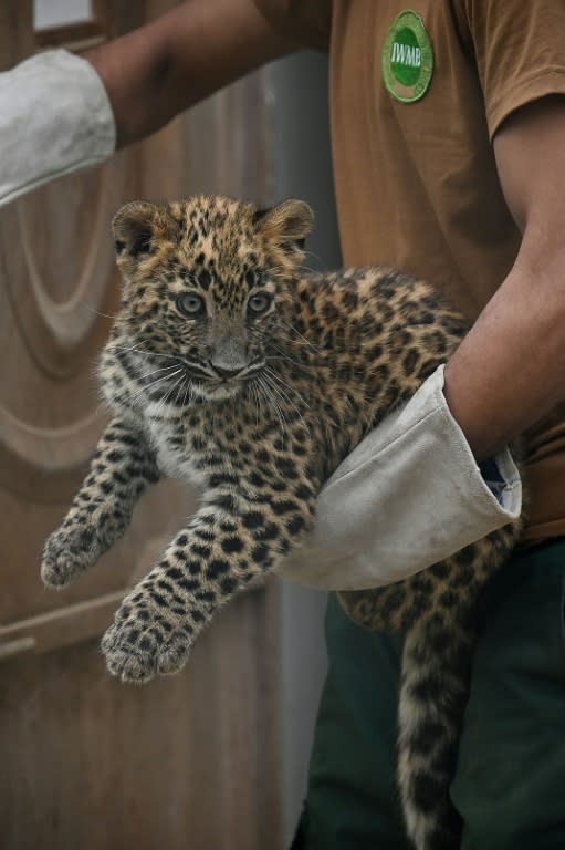 Un cachorro de leopardo recibe cuidados en el centro de rescate Margallah Wildlife, el antiguo zoológico de Islamabad, el 27 de marzo de 2024 (Aamir Qureshi)