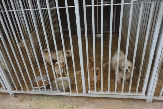 Puppy farmers jailed