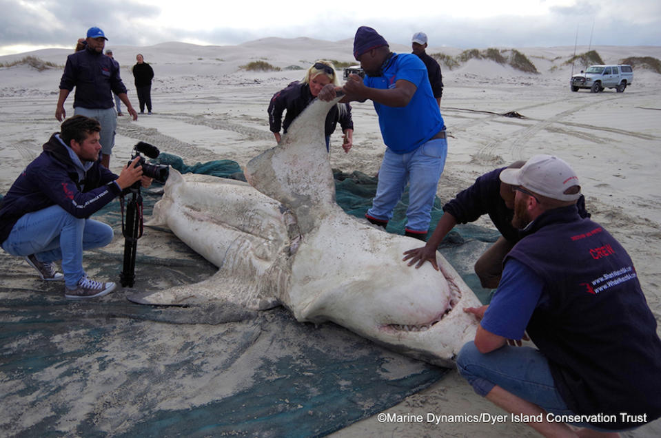 A female great white shark that was missing its liver.