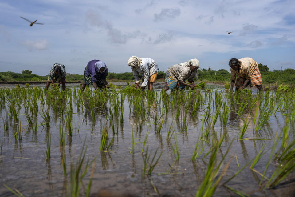 Women sow paddy that is grown through natural farming methods at Hampapuram village in Anantapur district in the southern Indian state of Andhra Pradesh, India, Thursday, Sept. 15, 2022. Natural farming replaces all chemical fertilizers and pesticides with organic matter such as cow dung, cow urine and jaggery, a type of solid dark sugar made from sugarcane, to boost soil nutrient levels. (AP Photo/Rafiq Maqbool)