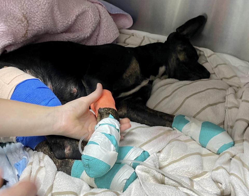 This photo provided by Maui Humane Society released on the week of Aug. 9, 2023, an injured dog is treated at Maui Humane Society in Lahaina, Hawaii. The Maui Humane Society is treating dogs, cats, chickens, pigs and other animals that were badly burned while fleeing the wildfires. (Jenny Miller/Maui Humane Society via AP)