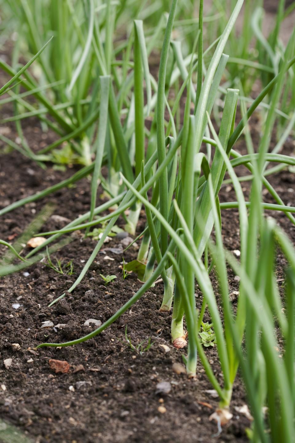 ‘Gardening like the French’ is the foolproof way to produce a large harvest in small gardens and backyards