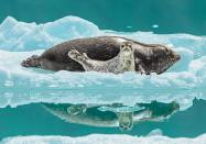 According to NWF: Just as his guide boat was pulling away after a long day in Alaska’s remote Tracy Arm-Fords Terror Wilderness, Mark Kelley saw the shot he had dreamed of for 40 years — a harbor seal mother and pup reflected in still water. Such reflections are rare in the ice-choked waters of this pupping site, says Kelley. Though he only had time to “swing and shoot,” he finally got his wish — and a perfect frame. MARK KELLEY, 2020 National Wildlife® Photo Contest