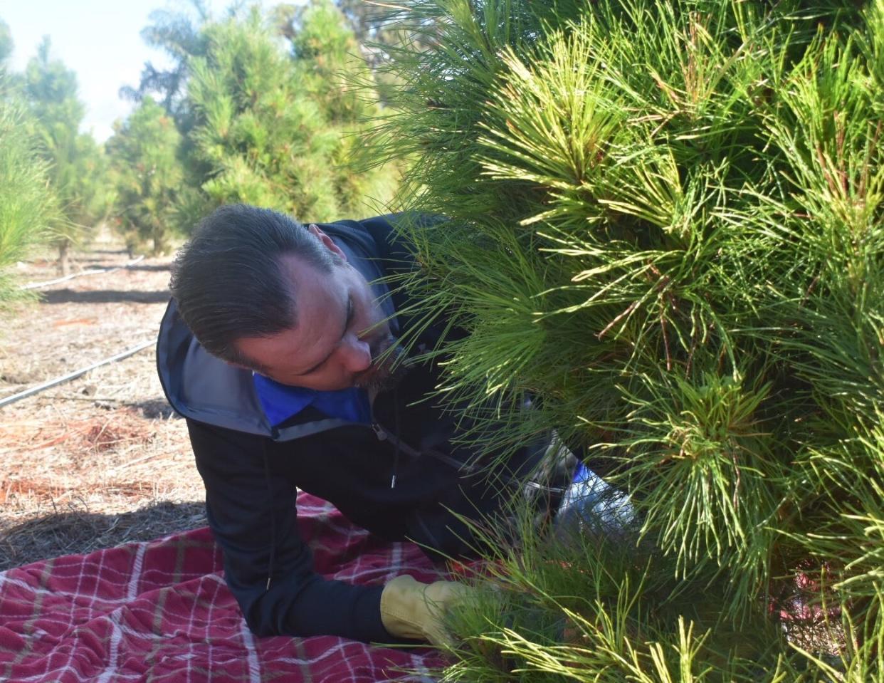 Camarillo resident Peter Christiano fells a Christmas tree in 2019 at Hagle Tree Farm in Somis. Several factors play into the environmental costs of real and artificial holiday trees.