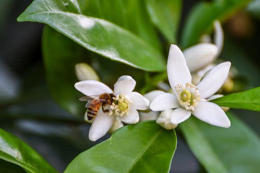 close up of bee visiting meyer lemon blossoms