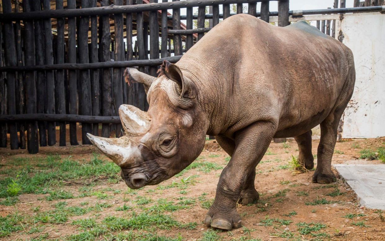 A critically endangered eastern black rhino walks around its enclosure just after being offloaded from a truck - African Parks