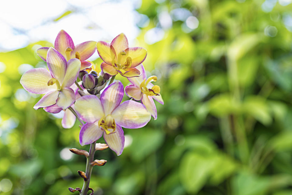Spathoglottis Orchids<p>iStock</p>