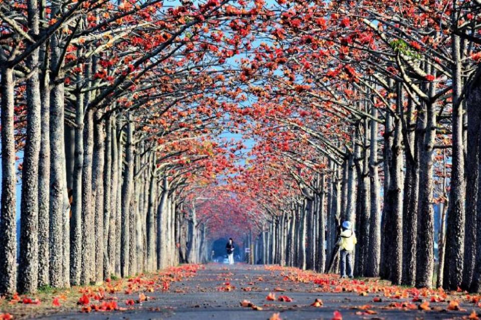 白河林初埤木棉花道，曾被譽為全球15大最美花海步道之一。