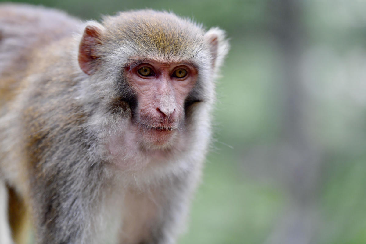 Monkey B virus transmission: First human infection case with