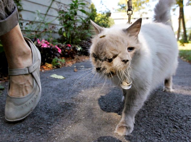 Frank and Louie (one name for each face) walks by its owner Marty, at their home in Massachusetts.(AP Photo/Steven Senne)
