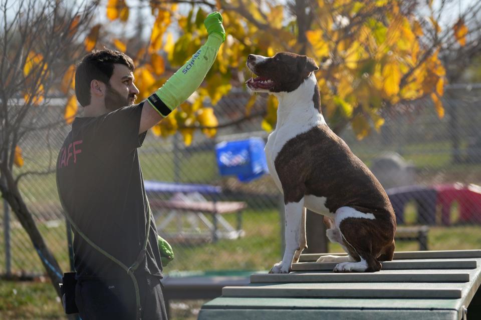 Adoption coordinator Tom Wiseman uses treats to train Washington on Wednesday, Nov. 9, 2022, at Indianapolis Animal Care Services. Washington is an approximately 2-year-old pit bull terrier mix available for adoption from the shelter. 