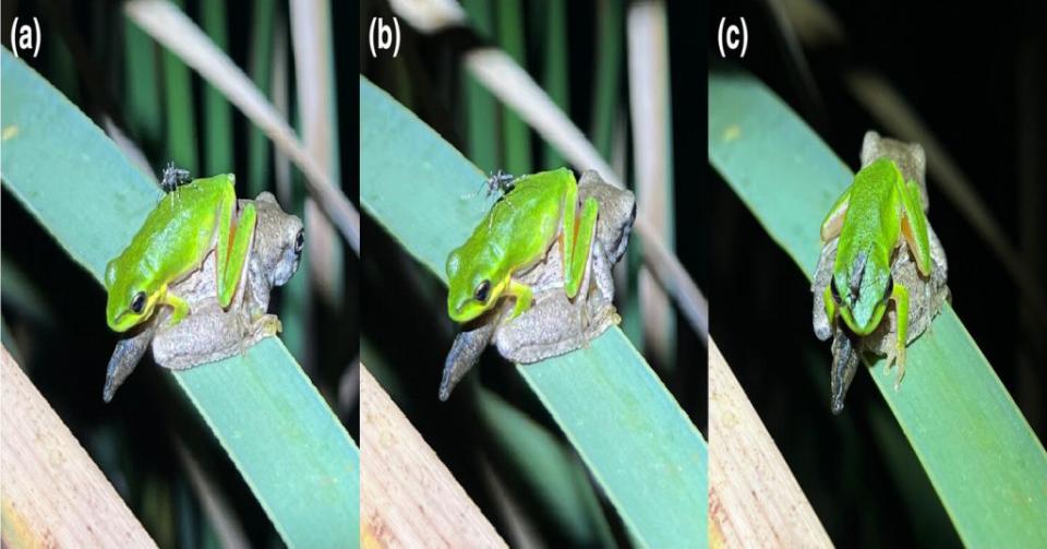 圖像顯示了一隻雌性蚊子（Mimomyia elegans）降落在成年的Litoria fallax蛙上，隨後在其鼻孔進食。可以看到蚊子（a）降落在青蛙背部中間，（b）沿青蛙背部向頭部爬行，最後（c）停在青蛙頭部前端，正在右鼻孔進食。L. fallax蛙正位於一隻Litoria peronii蝌蚪的上方。（圖／<a href="https://onlinelibrary.wiley.com/doi/full/10.1111/eth.13424" rel="nofollow noopener" target="_blank" data-ylk="slk:Ethology;elm:context_link;itc:0;sec:content-canvas" class="link "><em>Ethology</em></a>）