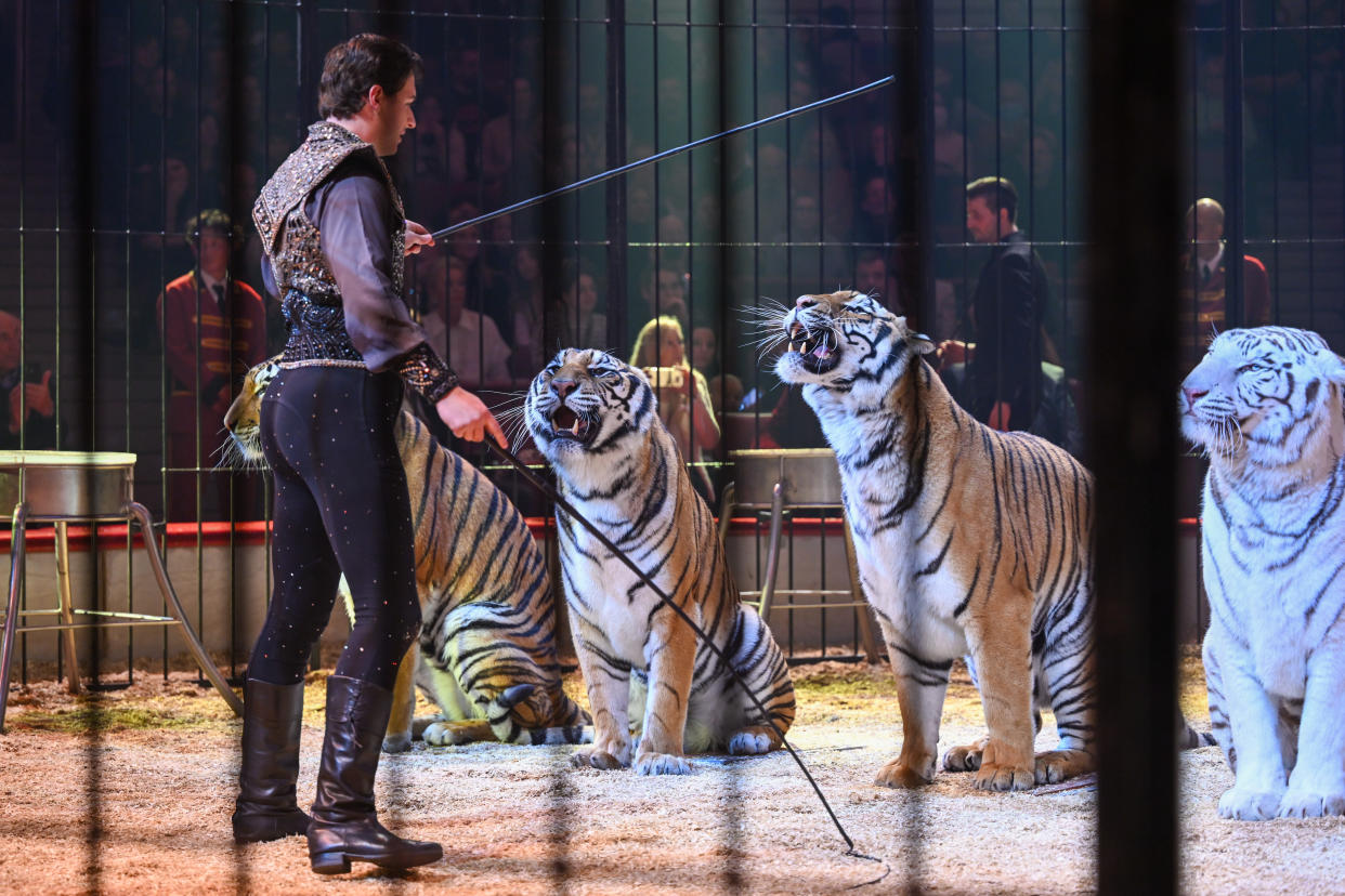 Bruno Togni tritt mit seinen Tigern bei der Circus Krone Weihnachtspremiere im Circus Krone am 25. Dezember 2022 in München, Deutschland auf.(Photo by Hannes Magerstaedt/Getty Images)