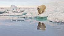 <b>Frozen Planet, BBC One, Wed, 9pm</b><br><b> Episode 3</b><br><br>Polar bear in pack ice, Svalbard summer. As the ice breaks up it becomes harder work. For the polar bears to capture their favoured seal prey, summer is a tough time.