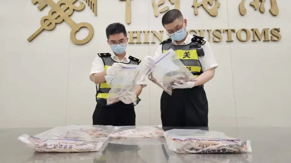 Five different species of snake were identified. - Shenzhen Customs