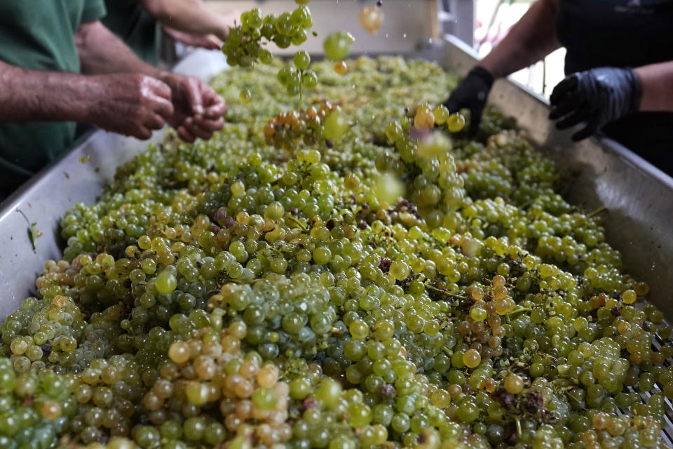 Workers check white grapes of sauvignon to remove the dry leaves at the Grand Cru Classe de Graves of the Château Carbonnieux, in Pessac Leognan, south of Bordeaux, southwestern France, Tuesday, Aug. 23, 2022. The harvest that once started in mid-September is now happening earlier than ever in one of France’s most celebrated wine regions and other parts of Europe due to drought and climate change. (AP Photo/Francois Mori)