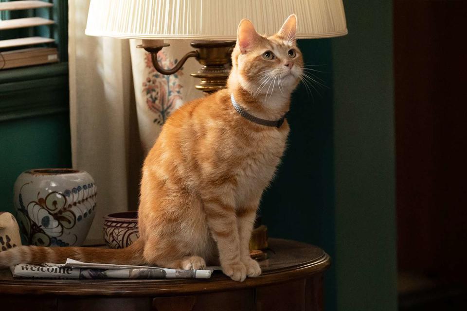 <p>Laura Radford/Marvel Studios</p> Tango the cat playing the role of Goose in "The Marvels"