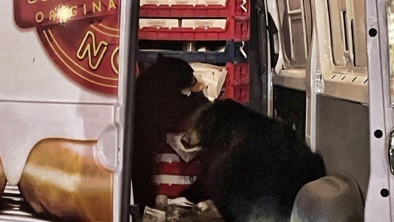This Tuesday, Sept. 12, 2023, photo provided by Shelly Deano shows two bears getting into a doughnut truck in Anchorage. Alaska.