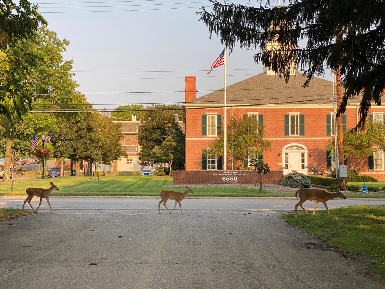 Deer walk in front of the Worthington Municipal Building at 6550 N. High St. in this 2022 file photo. Worthington residents have reported illegal deer hunting in the suburb recently.