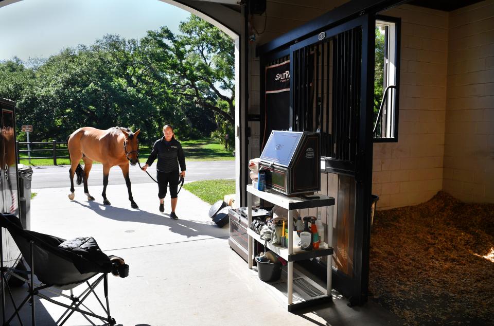 Linda Birk of Lexington, Kentucky, leads "Quinn" back the competition stables after a grooming session Wednesday morning at TerraNova Equestrian Center in Myakka City.