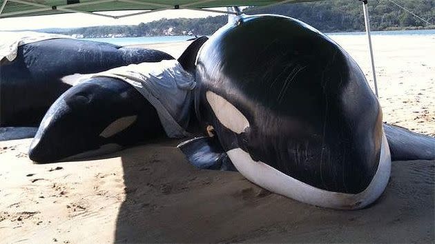 Stranded whales off Fraser Island. PIC: Department of National Parks.