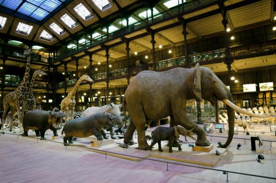 The animals inside the Grande Galerie de L’Evolution (JC Domenech)