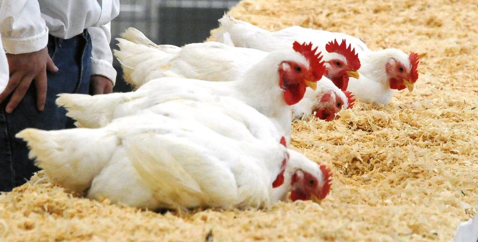 These chickens keep themselves busy while waiting to be judged at the Wayne County Fair.