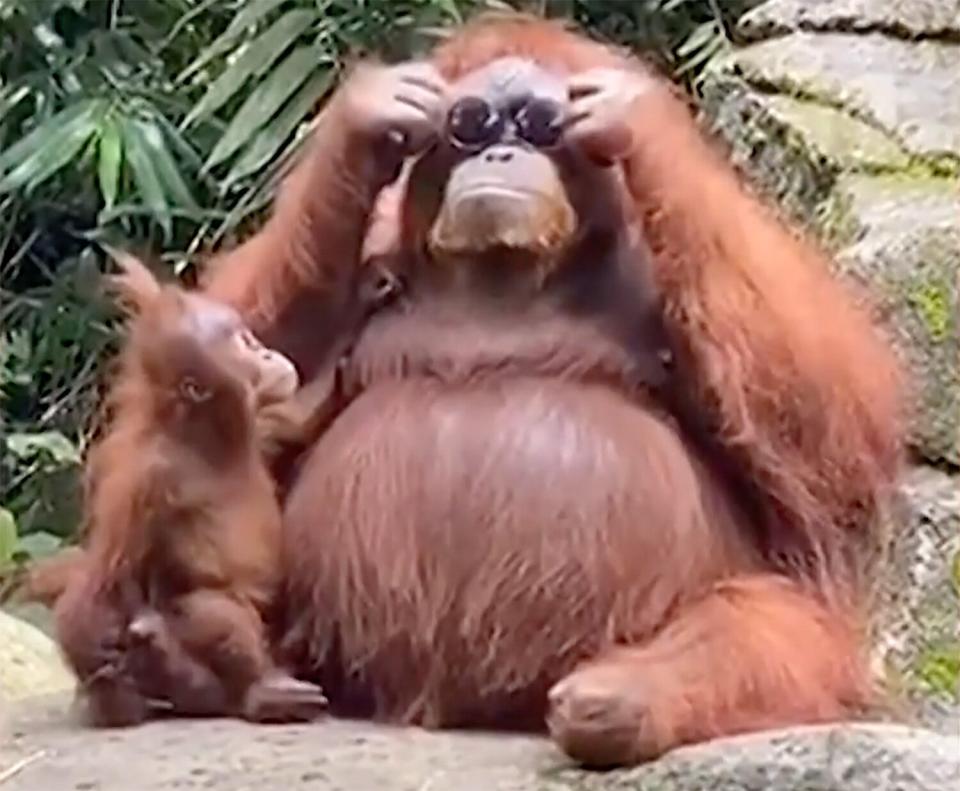 Orangutan sunglasses