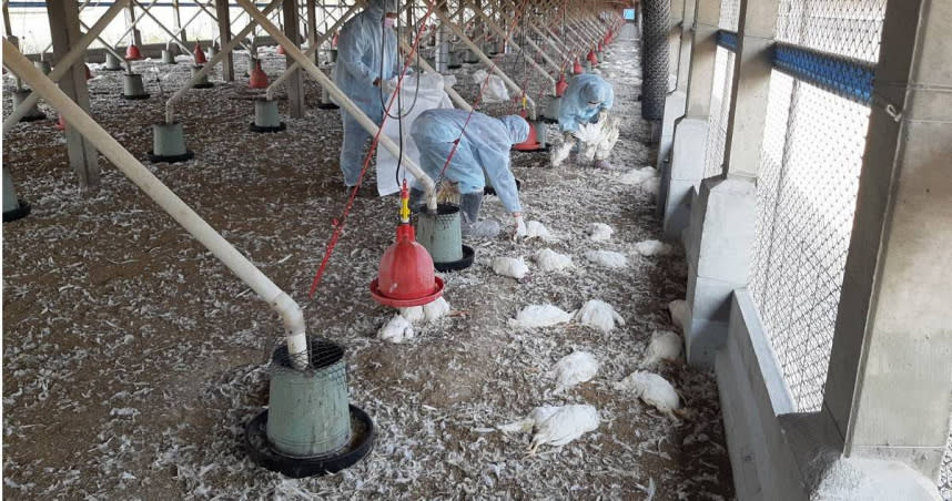 此波H5N1亞型高病原性禽流感病毒致命率高，讓許多蛋雞場損失嚴重，圖為一家蛋中雞場撲殺逾8千隻情景。（圖／彰化縣動物防治所提供）