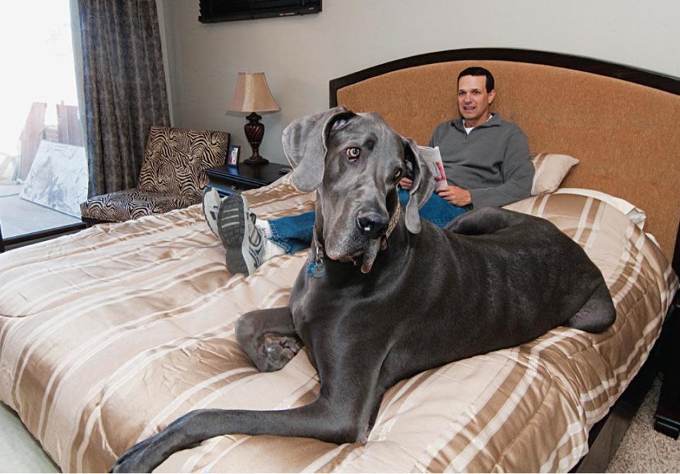 George sleeps on a Queen Size Bed ... alone.