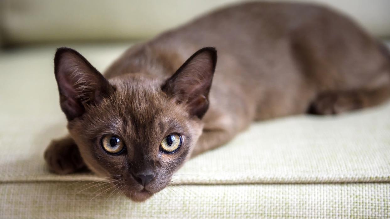 Burmese cat