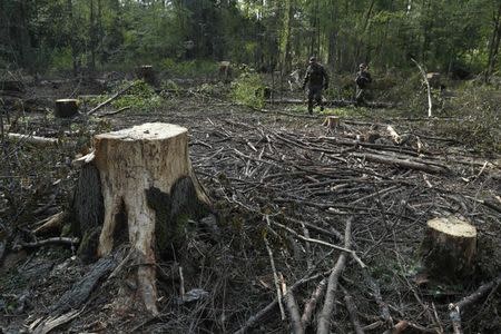 Forest guards walk past stubs at one of the last primeval forests in Europe, Bialowieza forest, Poland August 29, 2017. REUTERS/Kacper Pempel
