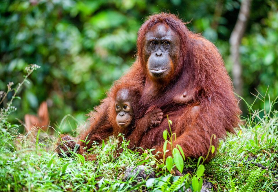 A female of the orangutan with a cub in a native habitat. Bornean orangutan (Pongo pygmaeus) in nature.