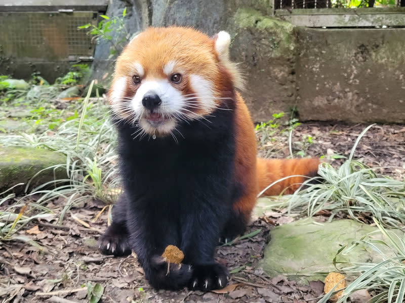 北市動物園小貓熊「可頌」赴日相親 在日本動物園暨水族館協會協調下，台北市立動物園 出生長大的小貓熊「可頌」，19日啟程前往日本東京 多摩動物公園進行域外族群繁衍任務。 （台北市立動物園提供） 中央社記者陳昱婷傳真  113年4月20日 