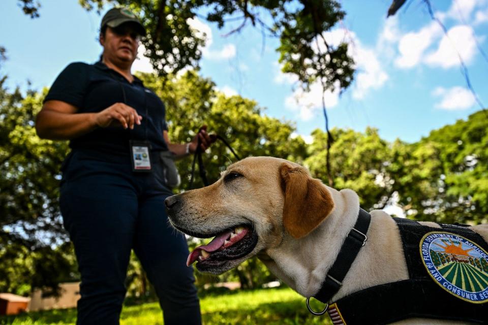 Yellow lab trained to sniff out giant apple snails with the Florida Agricultural Department