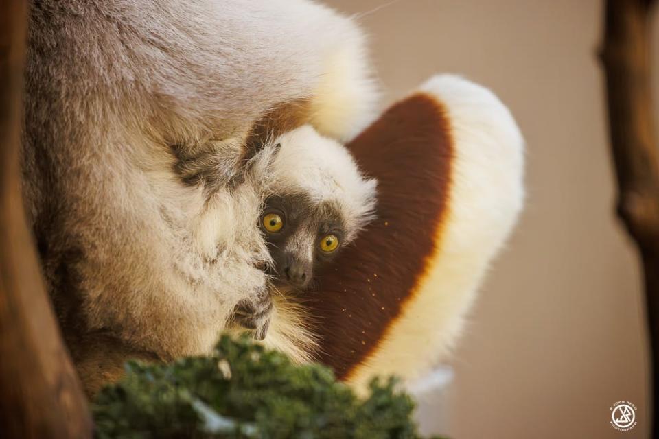 Born in January, a Coquerel's sifaka infant clings to her mother at the Jacksonville Zoo and Gardens. A species of lemur, Coquerel's sifakas are native to Madagascar and critically endangered. The new arrival is one of five at the zoo.