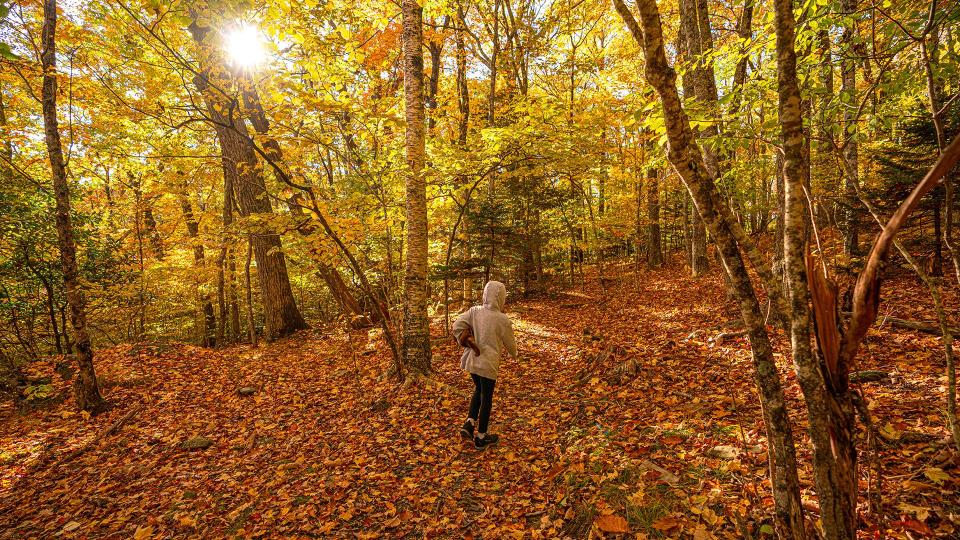 Oct. 17, 2022: While thunderstorms and hail in the area last night means that some leaves are now on the ground, there is still beautiful color to be found in the NC High Country. Grandfather is past peak and expecting a chilly week ahead due to a cold snap moving in, but the park continues to provide prime locations for viewing vibrant fall foliage. This photo was taken at Woods Walk -- a picnic area with a gentle walking trail, it’s the perfect place for families and those not looking for a rocky trek.