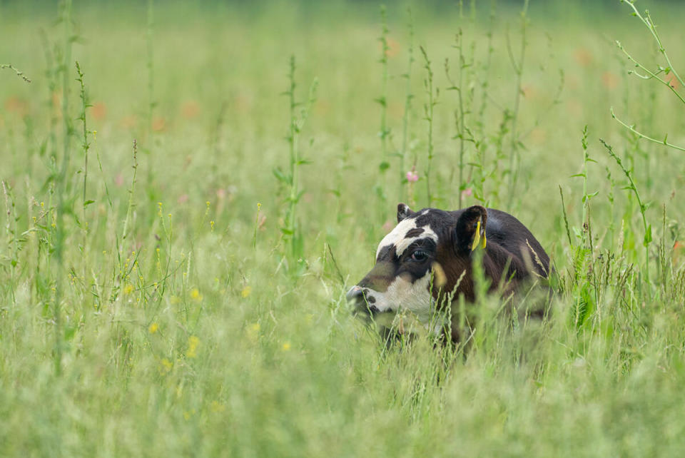 Cattle, mob grazing in long wildflower grassland