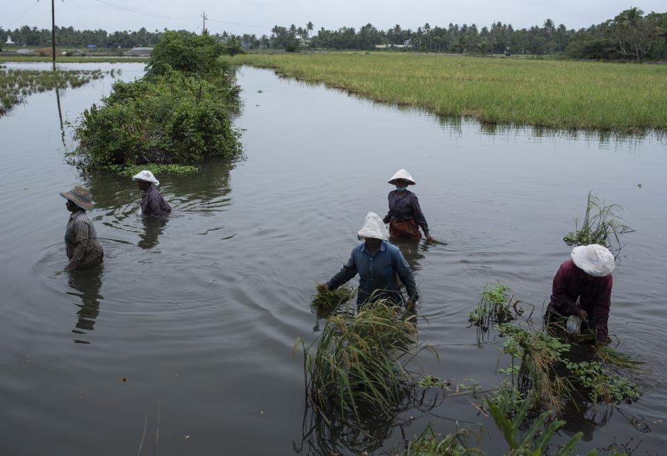 FILE - Women wade through waist deep water to harvest paddy cultivated as part of Pokkali farming system at Kadamakkudy wetlands on the Arabian Sea coast in Kochi, India, Oct. 30, 2021. Traditionally, Pokkali has been cultivated for half of the year, with farmers dedicating the other six months to prawns. (AP Photo/R S Iyer, File)