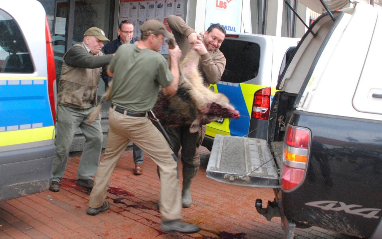 Dead: hunstmen carry off one of the boars that ran wild through the town of Heide, injuring several people - dpa