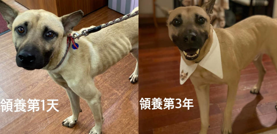 有飼主分享領養米克斯「小福」三年後和過去的對比照，圖取自有點毛毛的 Facebook。