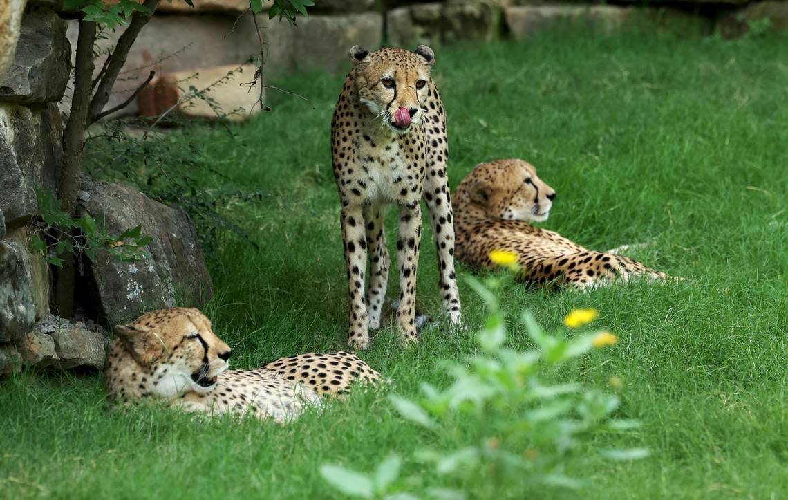 Cheetahs rest in their habitat at the Fort Worth Zoo on Tuesday, June 20, 2022. Amanda McCoy/amccoy@star-telegram.com