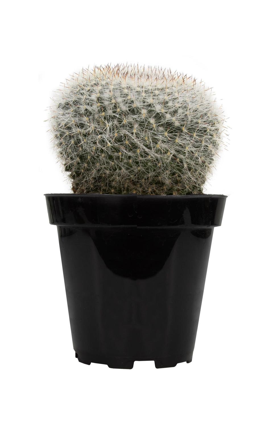 2) Old Lady Cactus