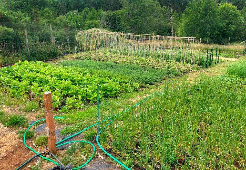 COURTESY PHOTO/Carter Hick Carter Hick is a farmer who is leasing land from west Olympia landowner Diane Carney. They have taken advantage of joining the Thurston Conservation District South Sound Farmlink Program.