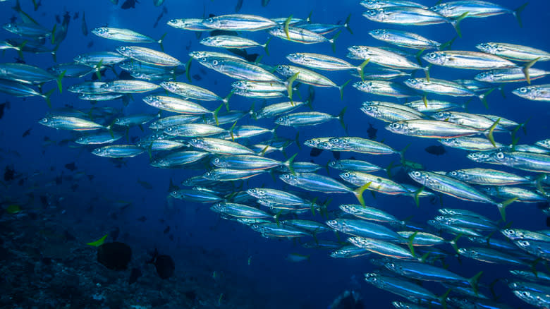 Swimming herring in ocean