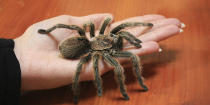 <strong>200 live tarantulas and other creepy crawlies</strong> In 2012, officials at Amsterdam’s Schipol airport found 200 live tarantulas, as well as a load of other insects, including crickets and millipedes, crawling around in tubes hidden in a German couple’s clothing and shoes. The couple had collected the insects on a trip to Peru.